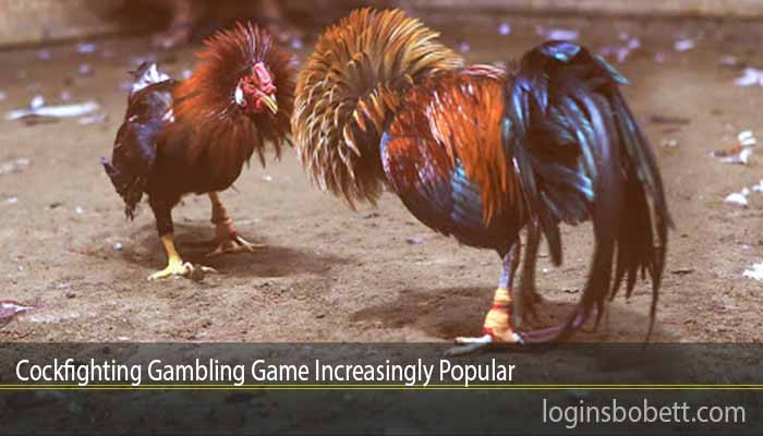 Cockfighting Gambling Game Increasingly Popular